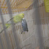 دو جفت مرغ عشق