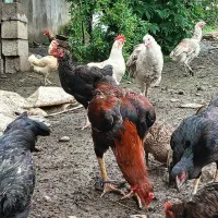مرغ خروس لاری بوقلمون رویال مرغ وخروس  ا