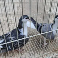 کفتر ساده فروش فوری|پرنده|مشهد, آزادشهر|دیوار