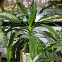 گل وگیاه|گل و گیاه طبیعی|نورآباد ممسنی, |دیوار