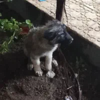 توله سگ قلعه