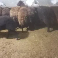 تعداد۱۶ میش دورگ افشار|حیوانات مزرعه|دهگلان, |دیوار