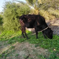 گاو ماده|حیوانات مزرعه|رودان, |دیوار