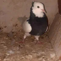 طوقی|پرنده|بهبهان, |دیوار