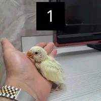 جوجه کوتوله