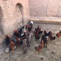 خروس|حیوانات مزرعه|باشتین, |دیوار