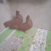 جوجه زاغ دم سفید