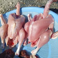 گوشت بوقلمون خانگی