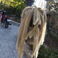 کاکتوس پیوندی کلکسیونی|گل و گیاه طبیعی|سرخرود, |دیوار