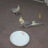 عروس هلندی مفت