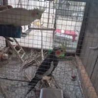 یک جفت عروس هلندی