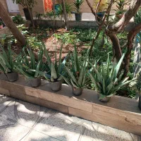 آلور اخوب و پر از ژله|گل و گیاه طبیعی|ورامین, ورامین|دیوار