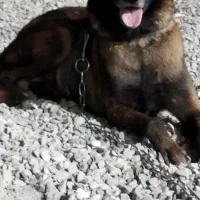 سگ ژرمن مالینویز|سگ|ماهدشت, |دیوار