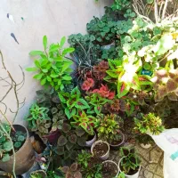 گل و گیاه طبیعی