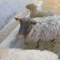 گوسفند رومانوف|حیوانات مزرعه|ارشق, |دیوار