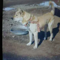 سگ سرابی  گم شده