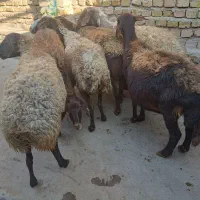 8راس گوسفند آبستن