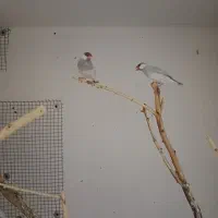 فنچ نرگسی بشرط مولد|پرنده|رامشیر, |دیوار