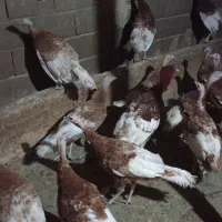 بوقلمون