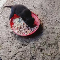 2عددپاپی نرویکی ماده