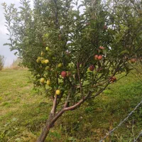 اجاره باغ سیب