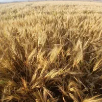 فروش گندم .جو .یونجه
