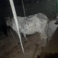 گاو و گوساله نر|حیوانات مزرعه|مهر, |دیوار