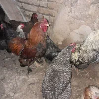 مرغ وخروس پیلموت و کوشین و..