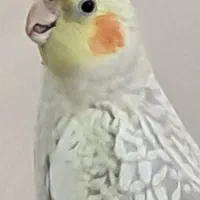 عروس هلندی