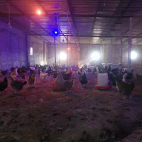 مرغ.محلی.زنده