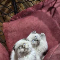 گربه اسکاتیش