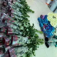 پخش عمده رز هلندی