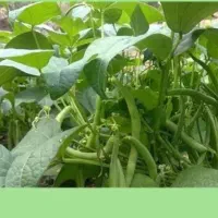 کاه لوبیا قرمز دو تن