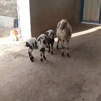 میش و بره گوسفند قوچ بز بزغاله