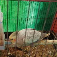 عروس هلندی نر و ماده مولد|پرنده|قم, پردیسان|دیوار