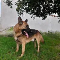 سگ ژرمن|سگ|ساری, |دیوار
