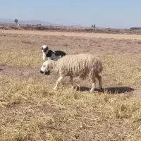 میش با بره و یک عدد میس ابستن سنگین