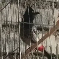 پرنده قفسی|پرنده|تهران, ترمینال جنوب|دیوار