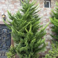 تعدادی لوازم منزل و چهار عدد کاج به فروش میرسد|حراج|رشت, معلم|دیوار