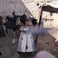 کهره ماده چاق  کشتنی