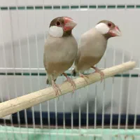 یک جفت فنچ نرگسی نسکافه ایی|پرنده|سمنان, |دیوار