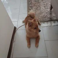 سگ پامرانین|سگ|پردیس, فاز ۱۱|دیوار