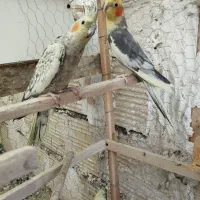 عروس جفت با تخم