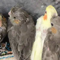 فروش عروس هلندی سرلاکی|پرنده|نورآباد ممسنی, |دیوار