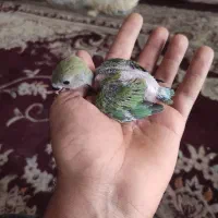 جوجه کوتوله فروش یا معاوضه با قناری|پرنده|یزد, |دیوار
