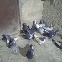 کفتر جفتی 800هزارتومان