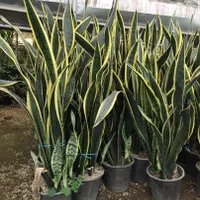 گل سانسوریا شمشیری ابلق