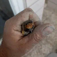 سهره گلبسر قناری