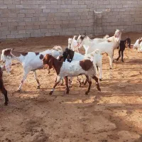 اهواز|حیوانات مزرعه|شادگان, |دیوار