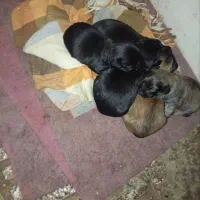 سگ ماده اشپیتز با توله